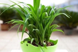 除甲醛效果最好的四种植物及养护方法